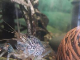 Akvariuminiai vėžiai