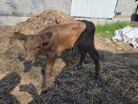 4 mesines mišrūnės telyčaitės