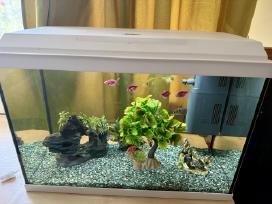 _Juwel 70l akvariumas su visais priedais