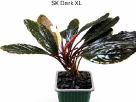 Anubias Petite, Bucephalandra, samanos