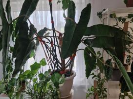 Philodendron Billietiae karpiniai su šaknimis