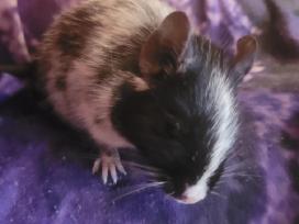 Degu