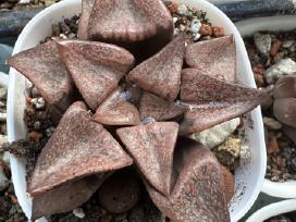 Parduodu haworthia picta hibrid, sukulentas