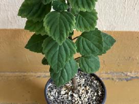 Plectranthus ernstii bonsas