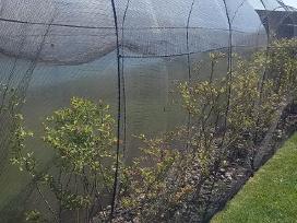 Apsauga Vynuogėms, šilauogėms , serbentai, vyšnios