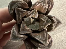 Parduodu haworthia hibrid, sukulentas
