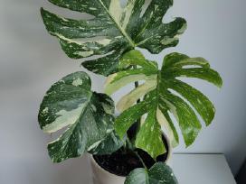 Monstera Thai Constellation