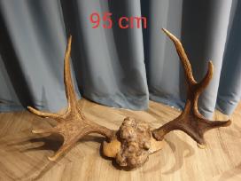Parduodame: Ragai 95 cm / ( Kaunas) / Galima der