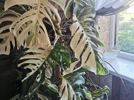 Monstera Albo Variagata
