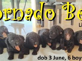 Nuostabūs garbanoti retriveriai ! Tornado Beta Fci