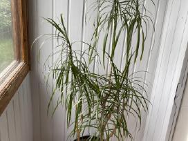 Dracena