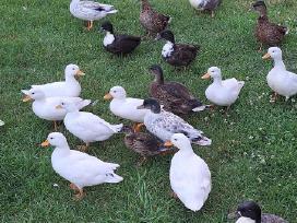 Call duck ančiukai