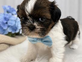 Ši cu ( Shih Tzu) kilmingi šuniukai