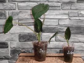 Alocasia regal shields