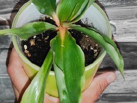 Chlorophytum Green Orange