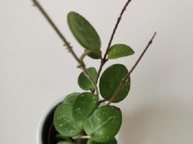 Hoya (vaškuolė) Mathilde