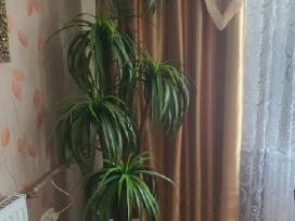 Dirbtinė palmė