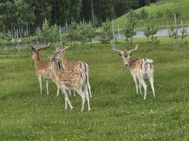 Parduodami Danieliai
