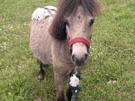 Ponis