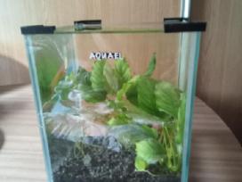 Akvariuma