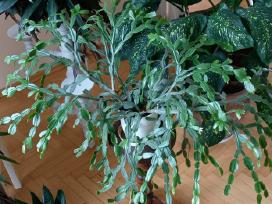 Parduodu gražų Kalėdinį kaktusą (Schlumbergera)