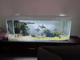 Didelis akvariumas 470l su priedais ir žuvimis