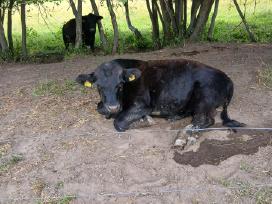 Parduodu 5 buliukus, 3 telyčios