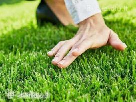 Turfline ornamental 20kg, sport, sunshine ir kita