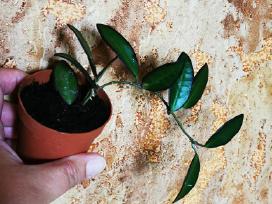 Hoya Rosita