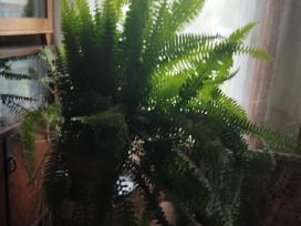 Dovanoju didelį naminį papartį