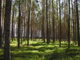 Perkame miškus su žeme ir išsikirtimui