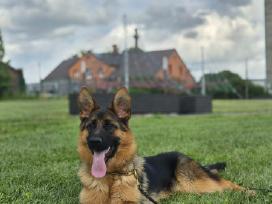 Parduodama kilminga vokiečių aviganė kalytė