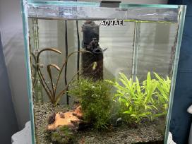 Aquael akvariumas Shrimp 30l su visais gyventojais