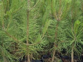Juodoji pušis ,pinus nigra,nigra nigra.