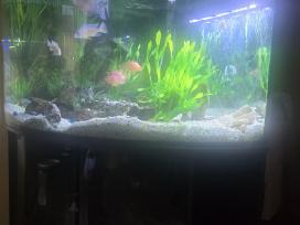 Akvariumas(lenktas,kampinis)+visa įranga ir žuvys