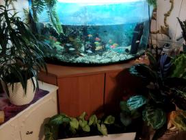 Parduodu akvariumą