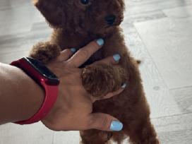 Parduodami Toy Pudeliukai