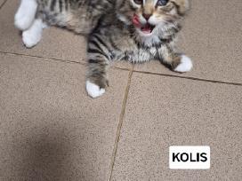 Kačiukai Pepsis ir Kolis ieško namučių