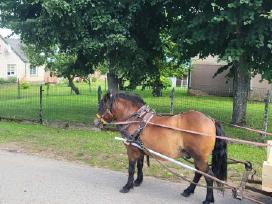 Ponis