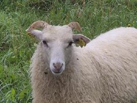 Parduodami 4 Skudų ėriukai 2 mišrūnai