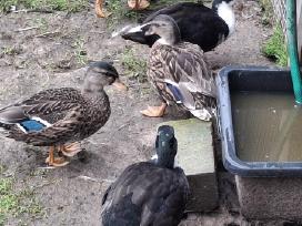 Bantaminių ančių ančiukai (call duck)