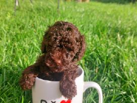 Toy mini tea cup pudeliukai su kilmes dokumentais