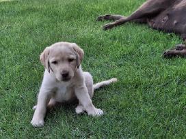 Labradoro retriveris