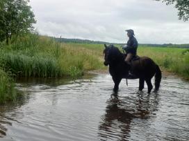 Parduodu žirgą