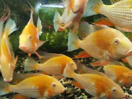 Parduodama žuvis Geophagus Heckelii albino
