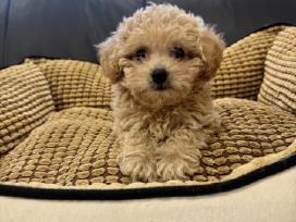 Maltipoo mergytė