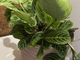 Parduodu maranta lemon, light veins, red veins