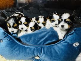 Kilmingi byverio (biewer) terjero šuniukai.