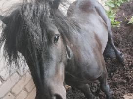 Parduodu Poni