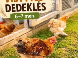 Jaunos vištytės dedeklės, 6–7 mėn